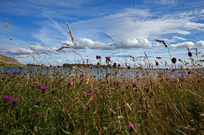 Stephen Prosser | Beautiful meadows