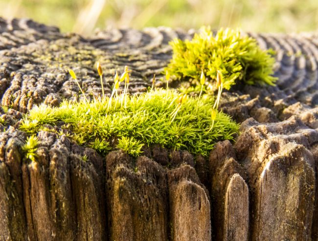 Stephen Prosser | Garden on a fence post