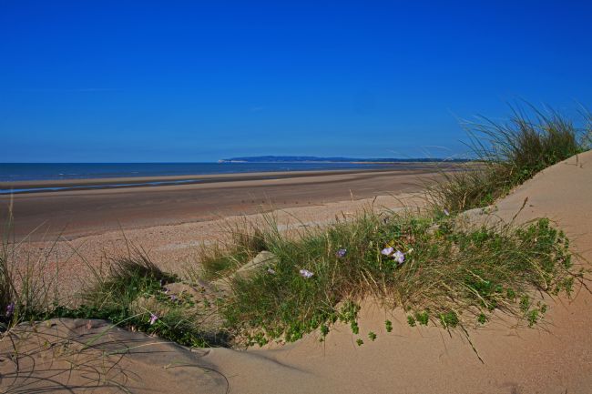 Stephen Prosser | Flowers amongst the dunes