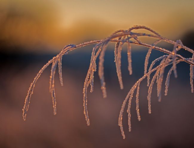 Stephen Prosser | Frosted grass