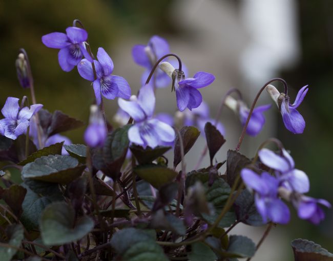 Stephen Prosser | Beautiful violets