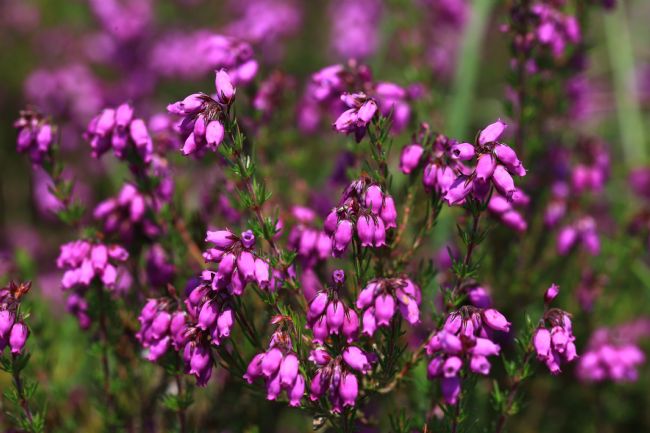 Stephen Prosser | Purple spangles