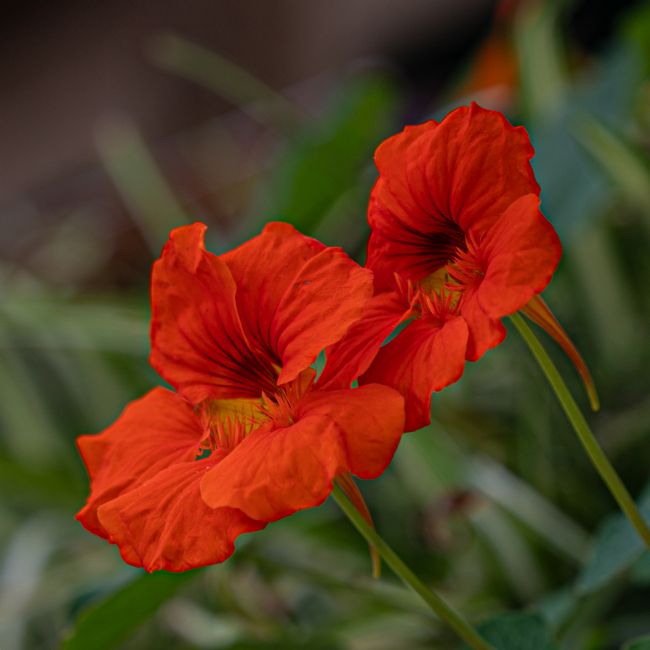 Veronica Watson | Red Nasturtiums