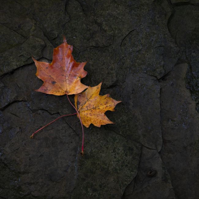 Janet Burdon | Autumn Leaves