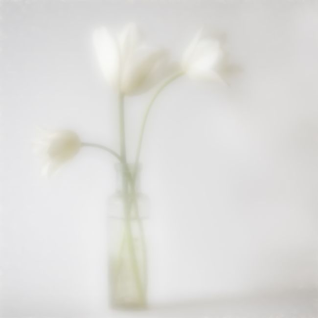 Janet Burdon | Three White Tuilps