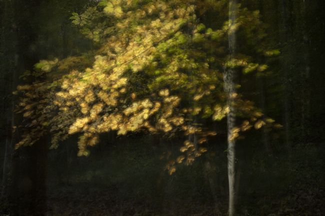 Janet Burdon | Autumn Glory