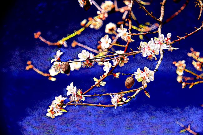 Elvia Worrall | Painted Almond Blossom