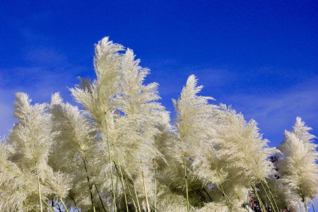 Elvia Worrall | Pampus Grass and Blue Sky