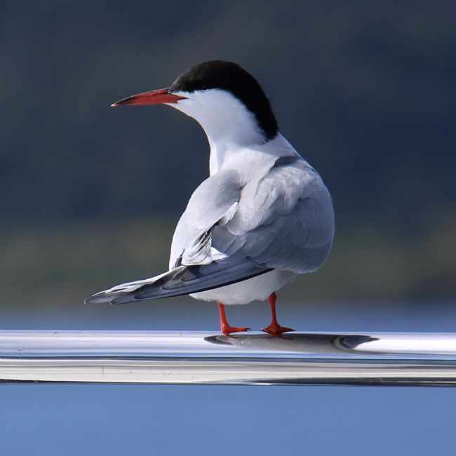 Elvia Worrall | Arctic Tern Resting