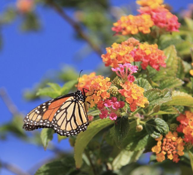 Elvia Worrall | Monarch Butterfly