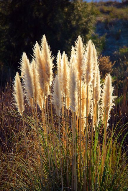 Elvia Worrall | Pampas Grass