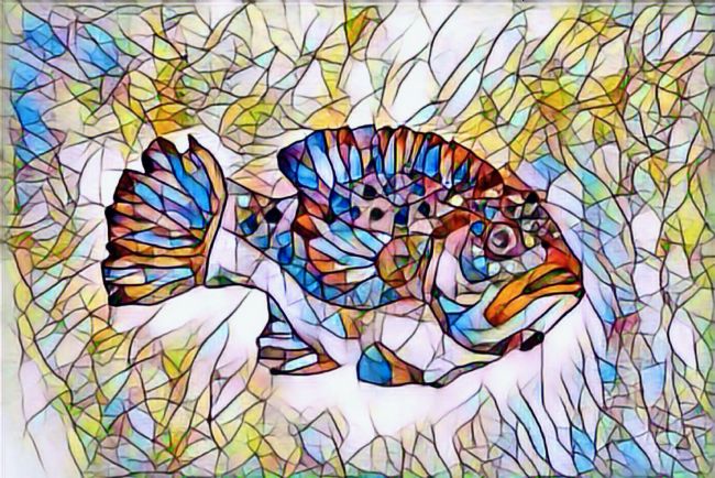 Elvia Worrall | Stained Glass Fish