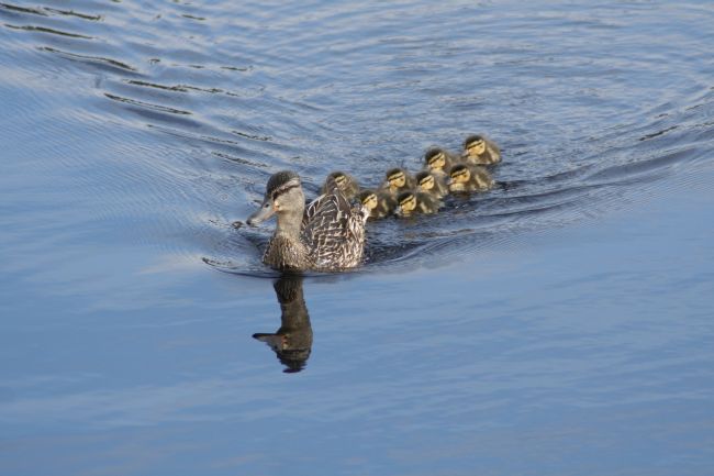 Elvia Worrall | Ducks in a Row