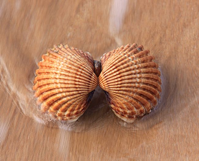 Elvia Worrall | Cockle Shells