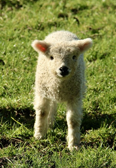 Elvia Worrall | Spring Lamb