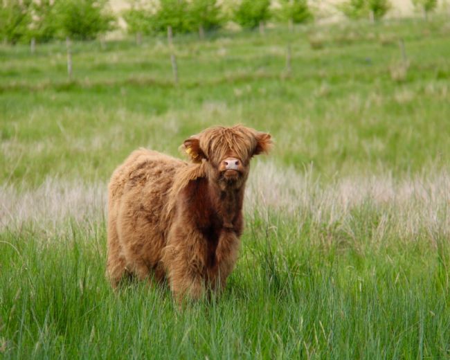 Elvia Worrall | Highland Calf
