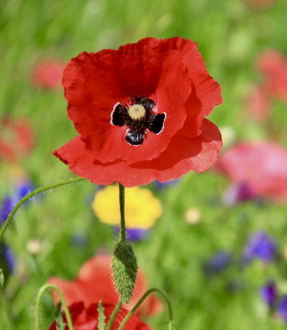 Elvia Worrall | Poppy Bright