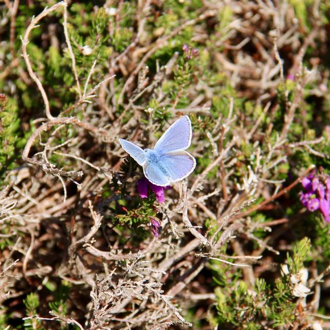 Elvia Worrall | Holly Blue Butterfly