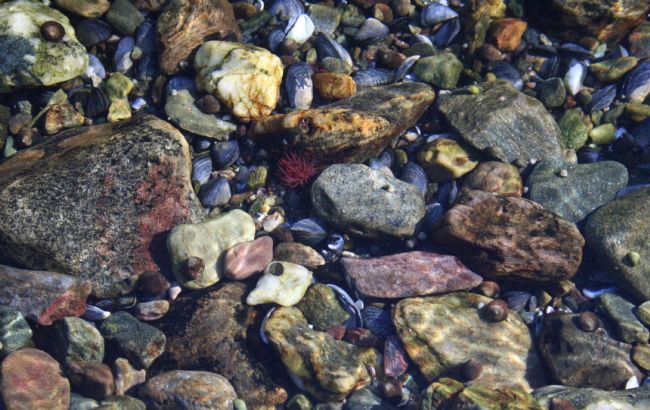 Elvia Worrall | Underwater nature