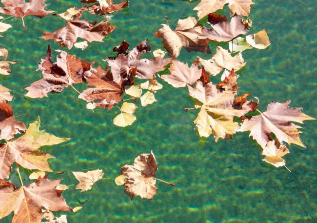Elvia Worrall | Floating Autumn Leaves