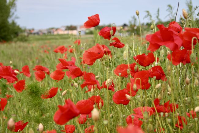 Elvia Worrall | Danish Poppy Field
