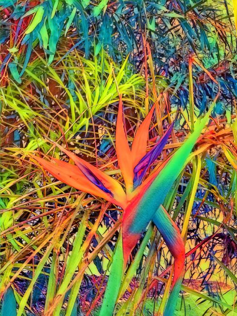 Elvia Worrall | Bird of Paradise Flower Strelitzia Reginae