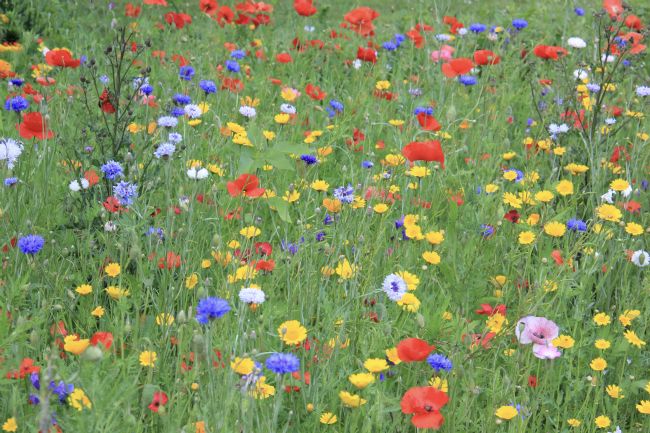 Elvia Worrall | Wild Flower Field
