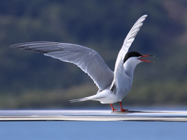 Elvia Worrall | Arctic Tern Displaying