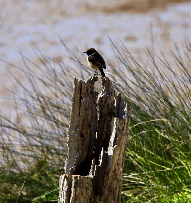 Elvia Worrall | Stonechat on tree stump