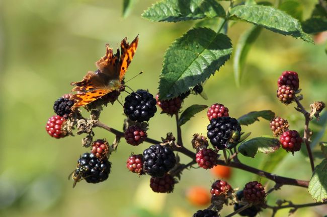 Elvia Worrall | Comma Butterfly