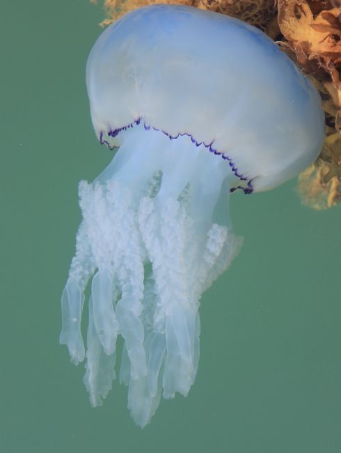 Elvia Worrall | Jelly Fish in the Sea