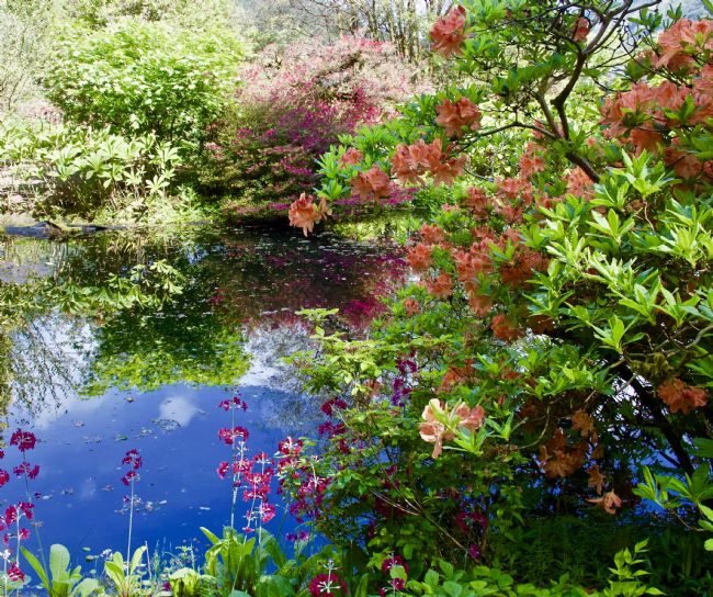 Elvia Worrall | Summer Blooms