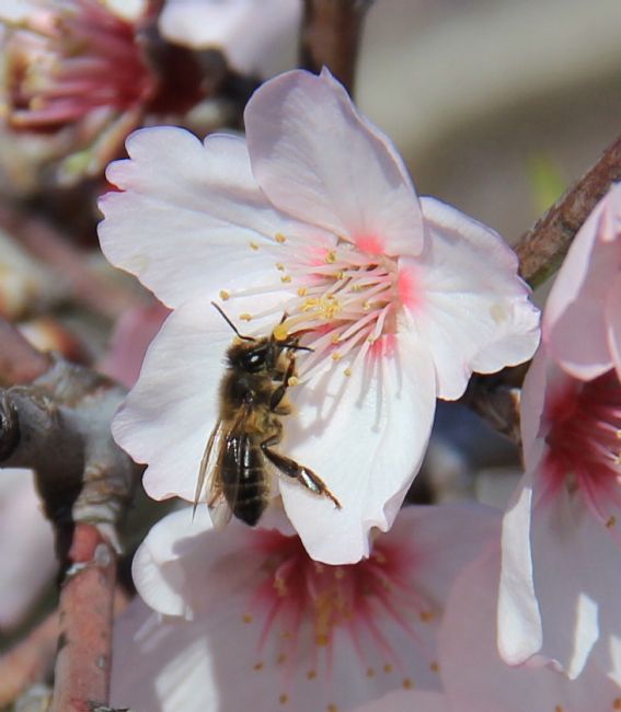Elvia Worrall | Bee on Blossom