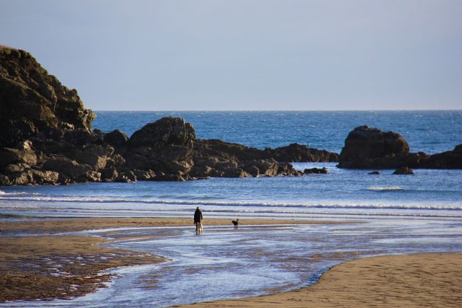 Elvia Worrall | Walking the dogs