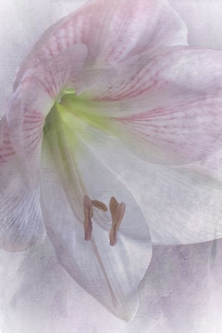 Lynn Bolt | Pink Amaryllis