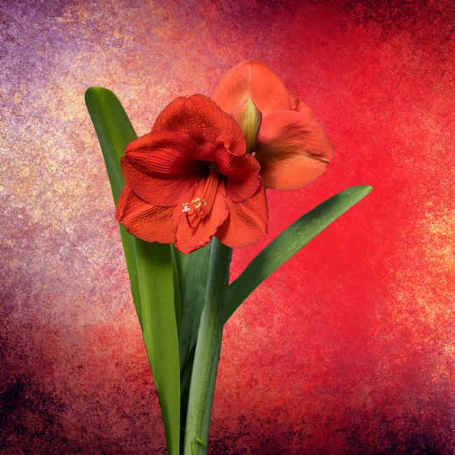 Lynn Bolt | Red Amaryllis