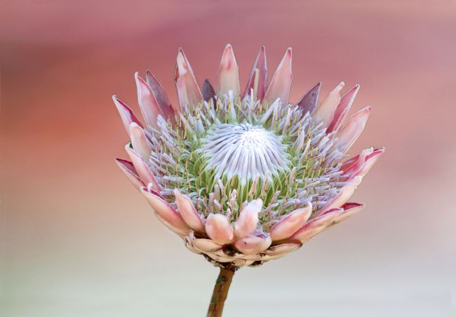 Lynn Bolt | Protea
