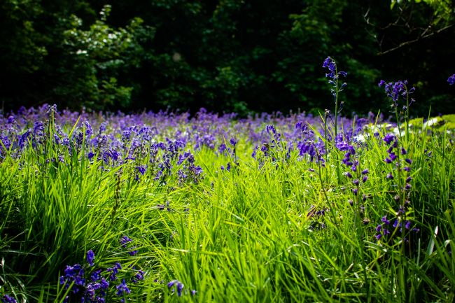 Warren Byrne | Looking Through the Bluebells