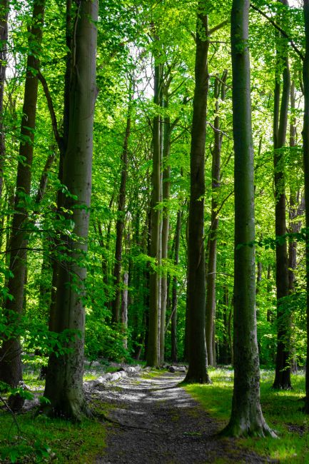 Warren Byrne | Follow the Grey to the Green