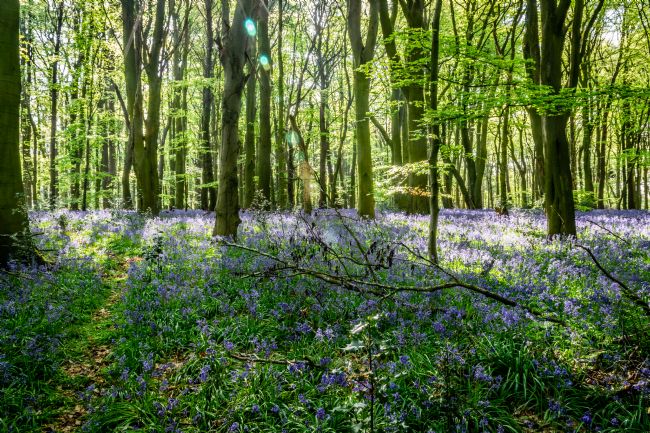Warren Byrne | Bluebells