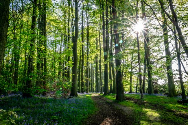 Warren Byrne | Bluebell woods Middleton 