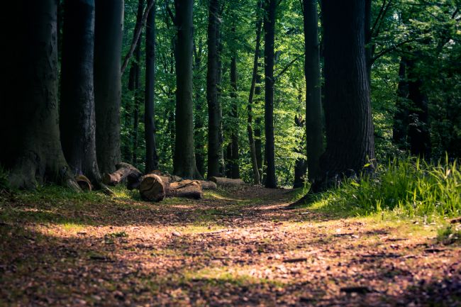 Warren Byrne | Pathway Through the Woods
