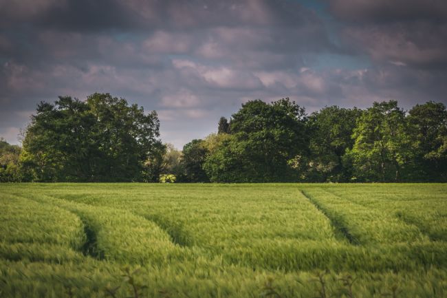 Warren Byrne | A Field in Fazeley