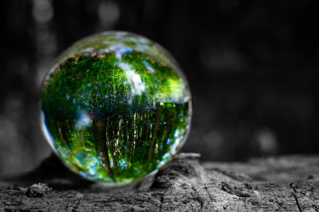 Warren Byrne | Bluebells Through the Crystal Ball