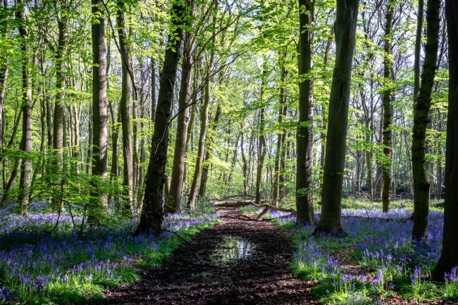Warren Byrne | The Bluebell Woods