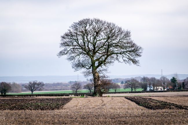 Warren Byrne | Tree on Wiggins Hill