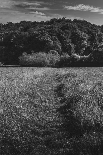 Warren Byrne | A Pathway to the Woods