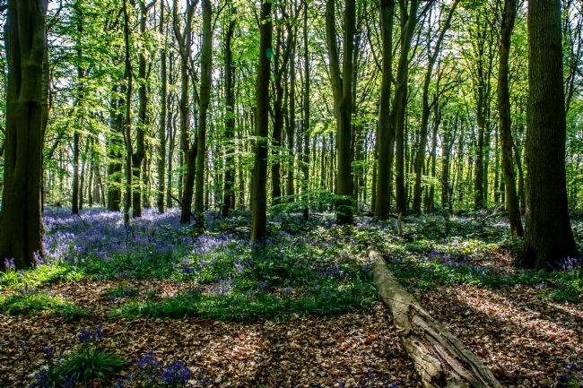 Warren Byrne | The Bluebell Woods