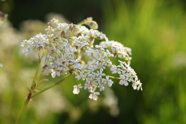 Warren Byrne | Flower Close Up