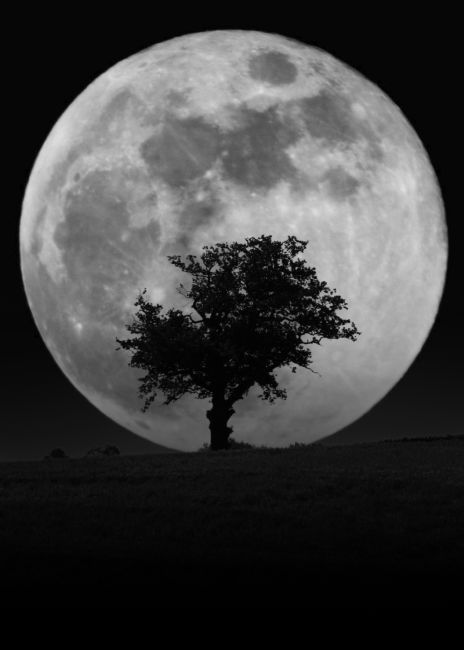 Warren Byrne | Tree and the Moon in Black and White